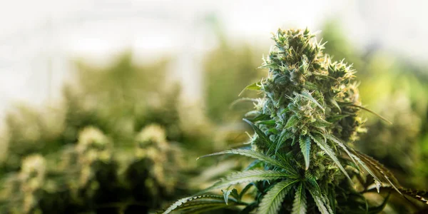 Toppen Cannabis Ruderalis Växter Science Lab För Att Göra Medicin — Stockfoto