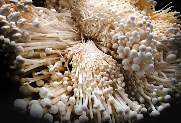 Siyah arka planda yemek pişirmek için Enoki mantarı.