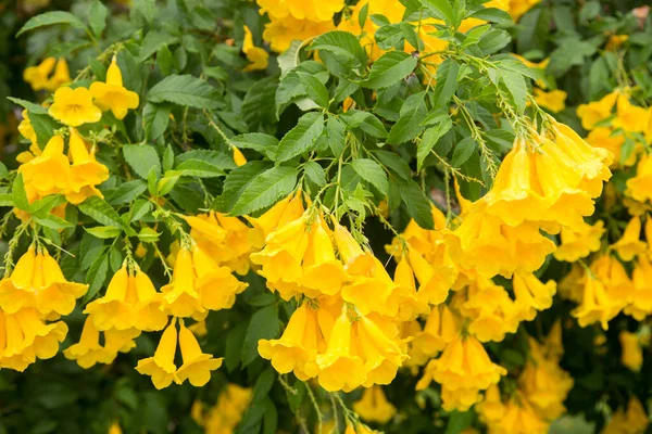 Żółty Kwiat Deszczu Tle Letnim Ogród Koncepcji Przyrody — Zdjęcie stockowe