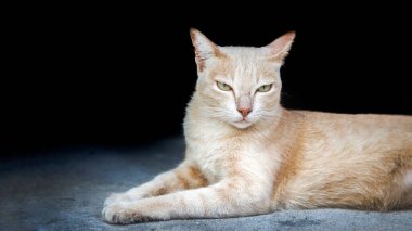 domestic cat on floor for human pet and copy space for text