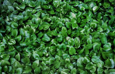 Doğa arkaplanı için yeşil sarmaşık yaprağı