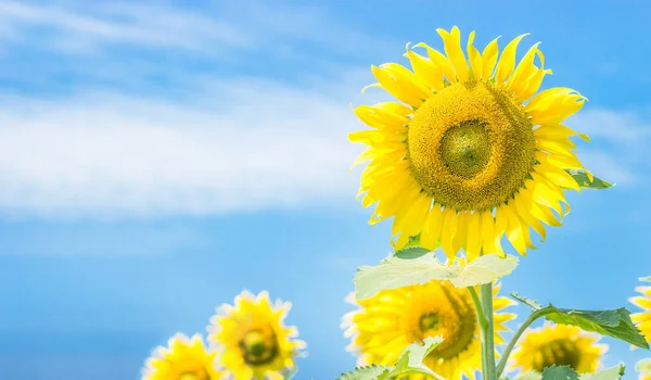 Sonnenblumengarten Sonnigen Tagen Sommer Hintergrund — Stockfoto