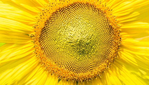 Закрыть Пыльцу Подсолнечника Солнечный День Летний Фон — стоковое фото