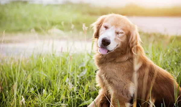 Smiling Golden Dog Green Grass Summer Season — Stock Photo, Image