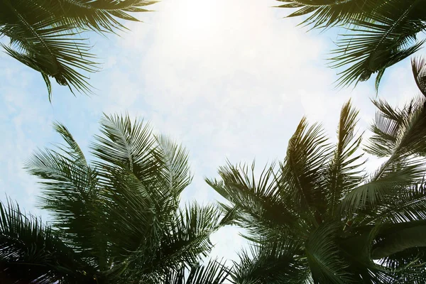 夏天背景下的海滨椰子树和天空概念 — 图库照片