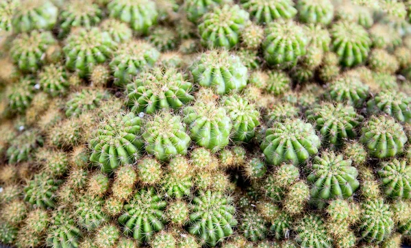 Cactus Planta Hojas Patrón Hojas Verdes Fondo Natural —  Fotos de Stock