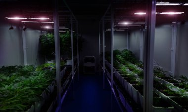 THC ve CBD Chemical 'ın sağlık için bitkisel ilaç üretimi için yakın kontrollü marijuanna kanabis bilim laboratuvarı. yapay gündoğumu ve tempuratör kontrol laboratuvarı.