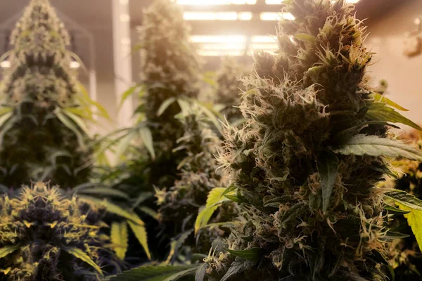 Cannabis Laboratório Maconha Estreita Agricultura Para Drogas Medicinais — Fotografia de Stock