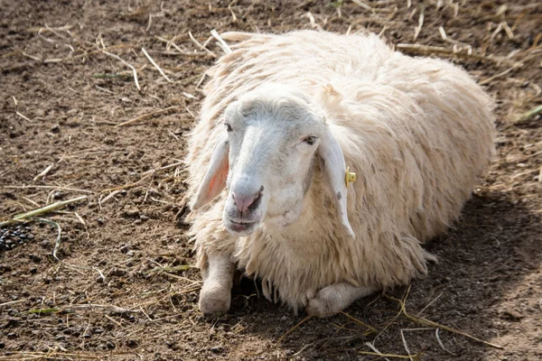 農場で羊 — ストック写真