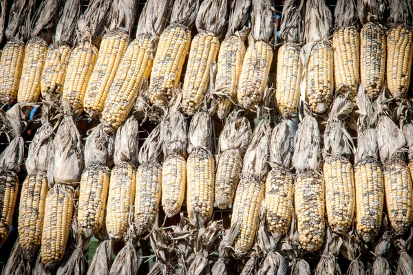 Close up dry corn outdoor shot — Stock Photo, Image