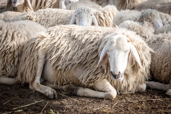 農場で羊に座る — ストック写真