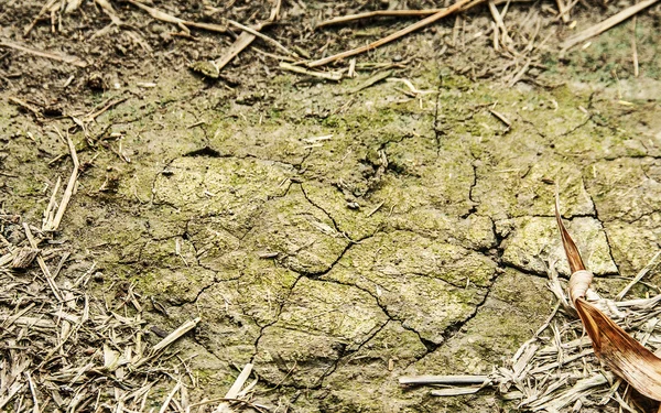 녹색 토양과 건조 잎의 질감 — 스톡 사진