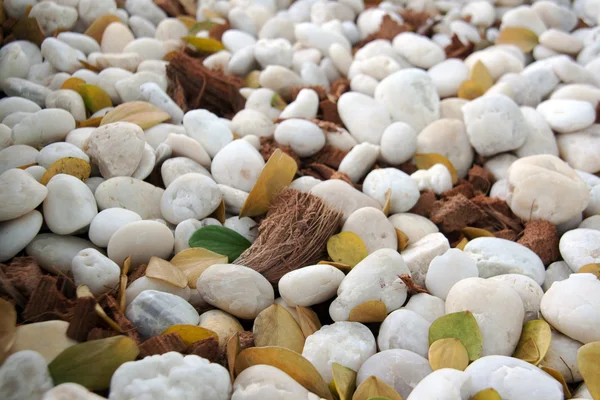 Vit sten, torr kokos täcka och torra löv — Stockfoto