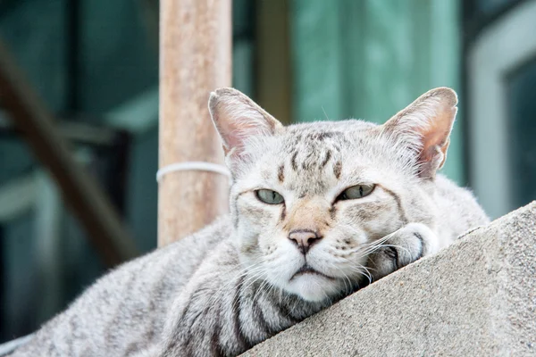 Бродячий кот на цементной стене — стоковое фото