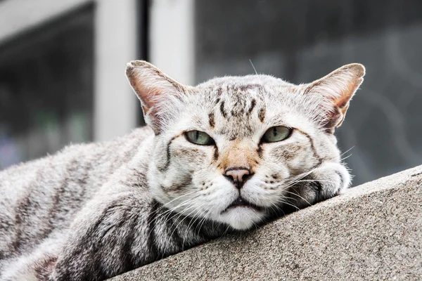 Бродячий кот на цементной стене — стоковое фото