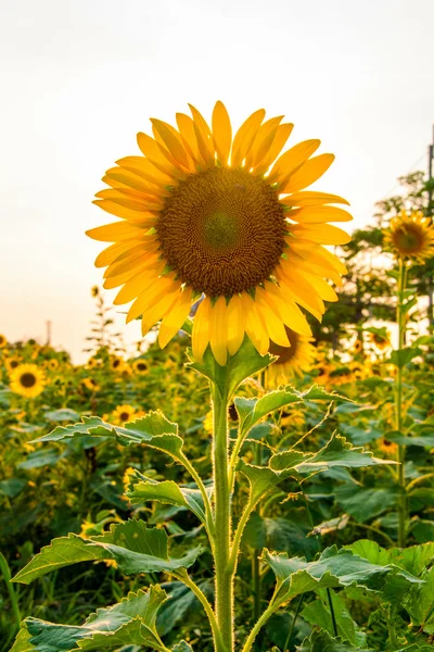 Girasol amarillo en feild en tiempo de la tarde —  Fotos de Stock