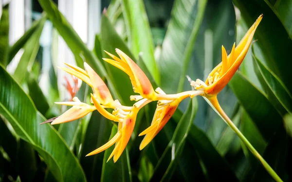 heliconia Bahçe