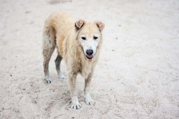 Cão vadio na praia — Fotografia de Stock
