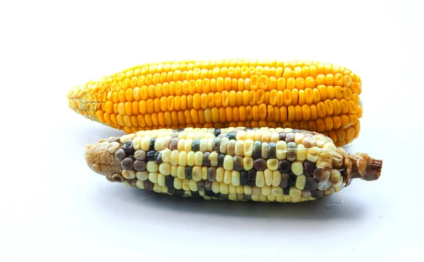 Two race of corn on isolate — Stock Photo, Image