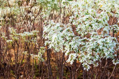 beyaz çiçek arka plan