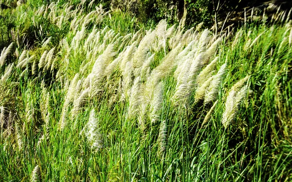 Flower of grass in sawanna — Stock Photo, Image