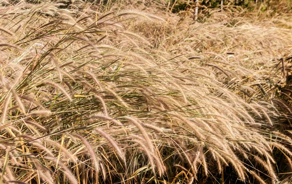 Grass in autumn season — Stock Photo, Image