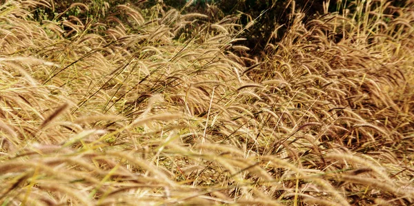 秋の乾いた草 — ストック写真
