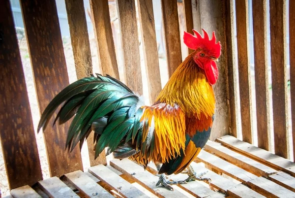 Feigenhuhn thailändische Rasse — Stockfoto