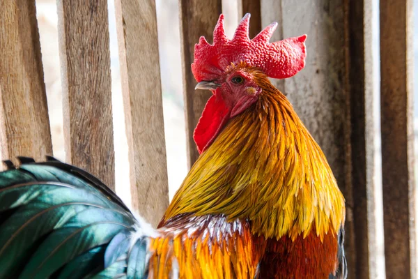 figther tavuk Tay yarışı