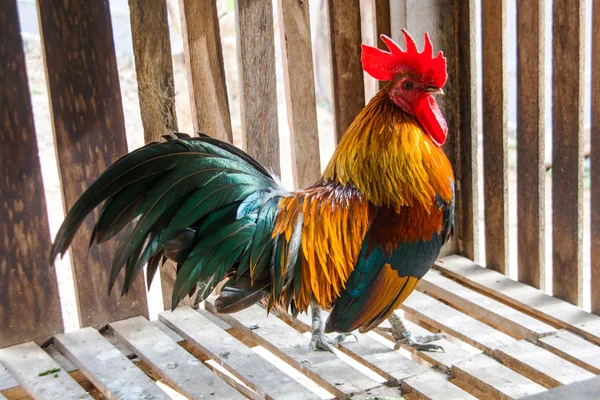 Feigenhuhn thailändische Rasse — Stockfoto