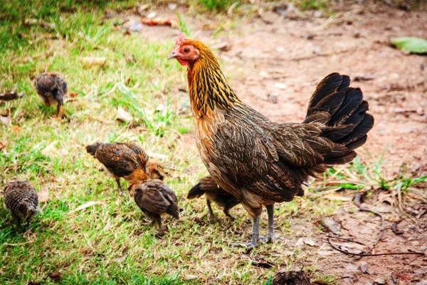母鸡和小鸡喂养食品 — 图库照片