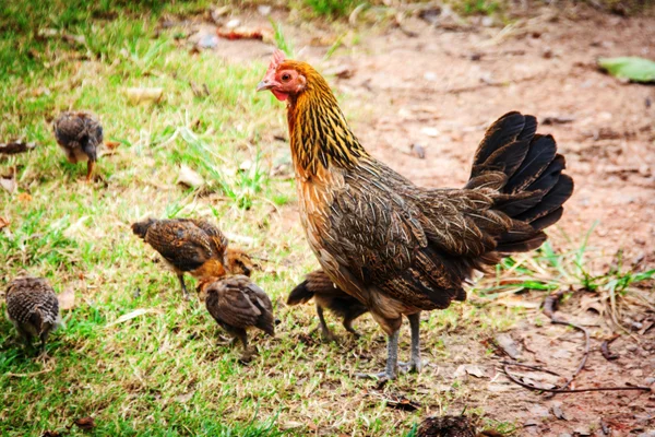 Poule et poussins nourrissant la nourriture — Photo