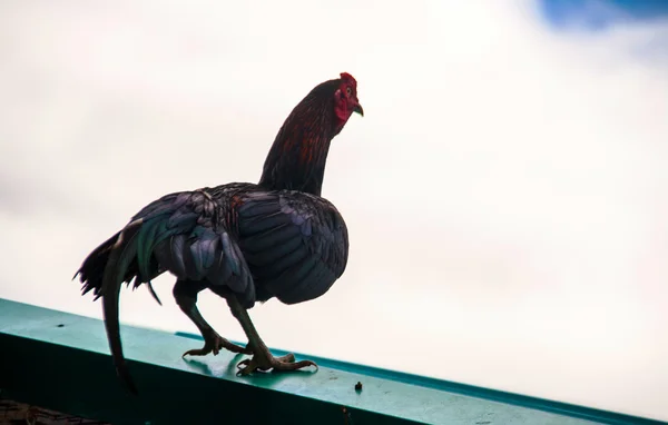 Figther pollo en el techo — Foto de Stock