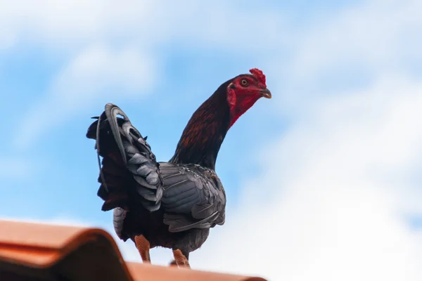 Figther kuře na střeše — Stock fotografie