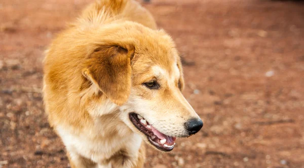 Ansikte av herrelös hund stå på marken — Stockfoto