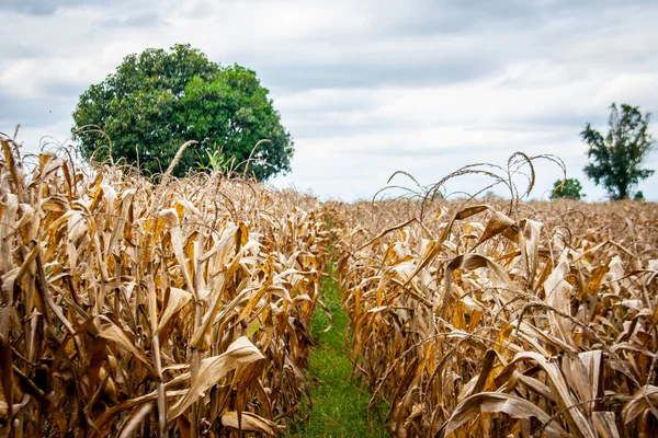 Champ sec de maïs et d'arbres en automne — Photo