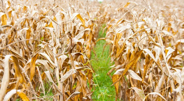 在秋天的干燥玉米田 — 图库照片