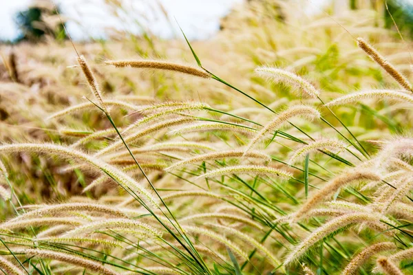 Grass in autumn season — Stock Photo, Image