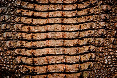 Timsah derisi doku arkaplanı