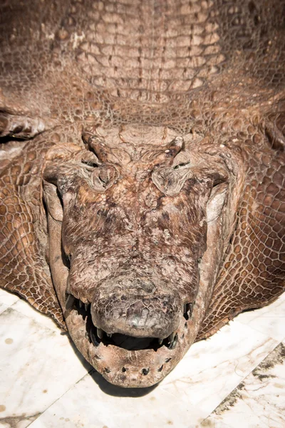 Krokodil bőr szabadtéri — Stock Fotó