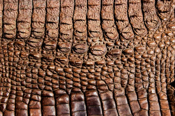 Fundo textura de couro de crocodilo — Fotografia de Stock