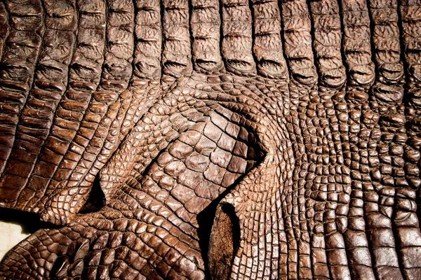 Krokodil lederen textuur achtergrond — Stockfoto