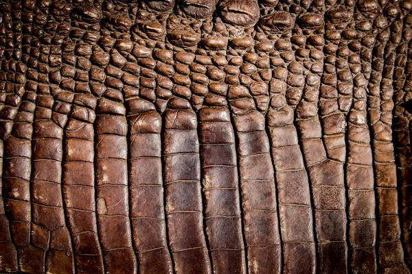 Crocodile cuir texture fond — Photo