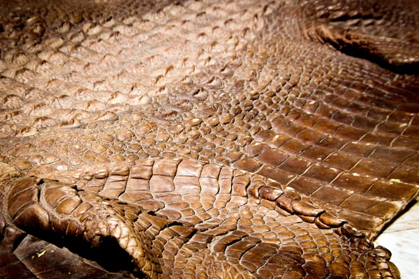 Fundo textura de couro de crocodilo — Fotografia de Stock