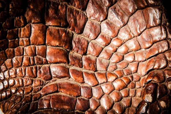 Crocodile cuir texture fond — Photo