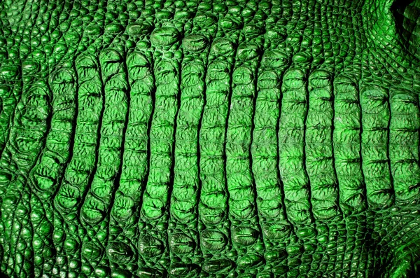 Crocodile cuir texture fond — Photo