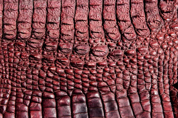 Текстура крокодиловой кожи — стоковое фото