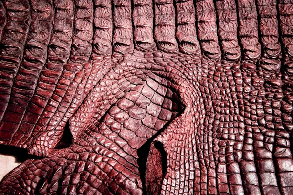 Fundo textura de couro de crocodilo — Fotografia de Stock