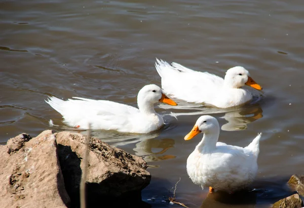 Weiße Ente im Teich — Stockfoto