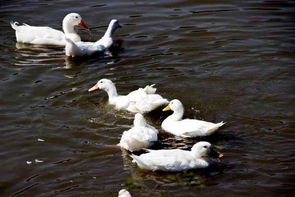 Weiße Ente im Teich — Stockfoto